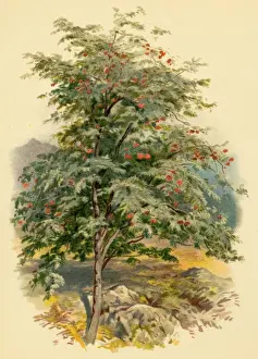 Mountain Ash Tree Imprime: Mountain Ash Tree