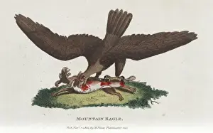 Mountain Landscape Paintings Imprime: Mountain eagle