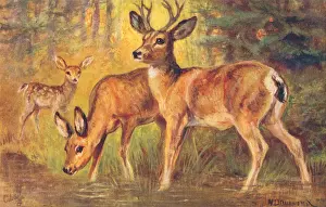 Rocky Mountains Wildlife Imprime: Mule Deer