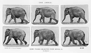 Vintage Animal Photography Imprime: Muybridge - Elephant