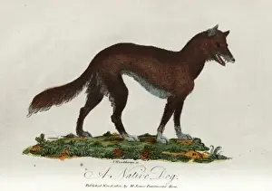 Australian Wildlife Prints Imprime: A native dog