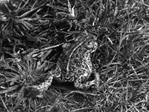 British Reptiles Imprime: Natterjack Toad