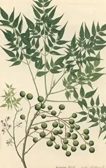 Natural History Museum Artwork Imprime: Neem Tree