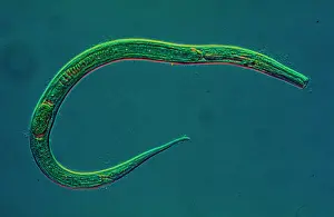 Impresiones de Este hongo de nema tiene cuerpo cilíndrico no segmentado y también se conoce como gusano redondo Gusanos Imprime: Hormiga de nema