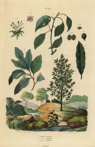 Laurel de bahía, canfora y sassafrás.