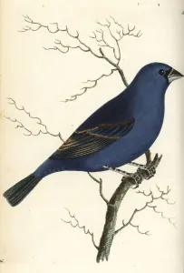 Pica azul americana o Pica caerulea
