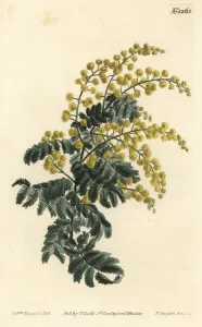 Paja de león real, Acacia pubescens (vulnerables)