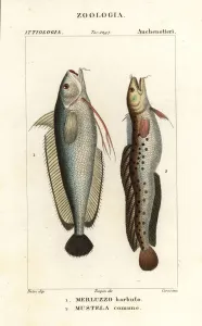 Pierre Turpin Illustrations Imprime: Forkbeard and fivebeard rockling