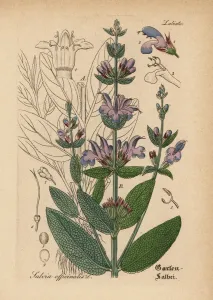 Salvia de jardín, Salvia oficial