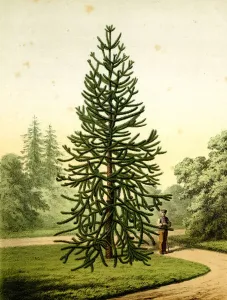 Arbol de Puzol del Mono, Araucaria imbricata pavón