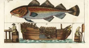 El procesamiento de bacalao, Gadus morhua, a bordo de una fábrica.