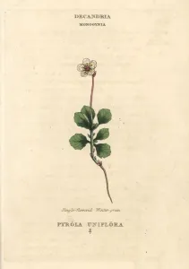 Moneses uniflora.