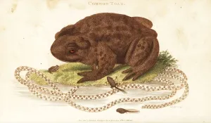 Herpetology Images Imprime: Toad, Bufo bufo