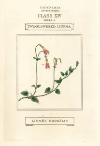 Flor de hermano o flor con dos pétalos de Linaia, Linnea Boreal