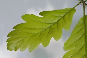 Oak Leaf Imprime: Oak leaf