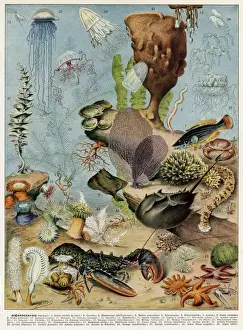 Ocean Creatures Imprime: Oceanography