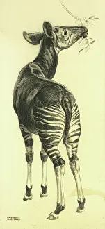 Impresiones de El okapi come hojas de un ramo del árbol dibujado para el Dibujo en el Zoológico publicado en 1949 Giraffidae Imprime: Hojas de masticar okapi