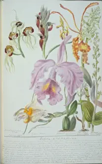 Victorian Orchid Illustration Imprime: Orchideae