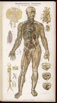 Cardiovascular System Illustration Imprime: Organs of Circulation