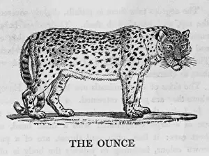 Snow Leopard Print Imprime: Ounce (Bewick)