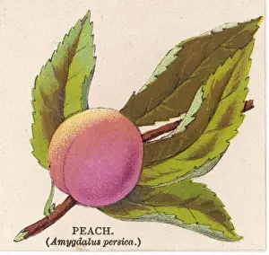 Stone Fruit Imprime: A PEACH