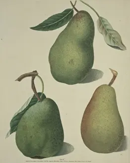 Dicotyledon Flowering Plants Imprime: The Pear