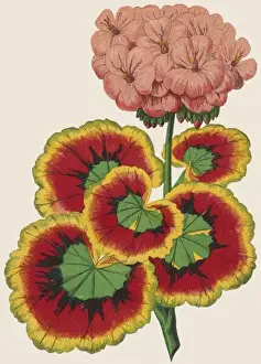 19th Century Botanical Prints Imprime: Pelargonium / Geranium