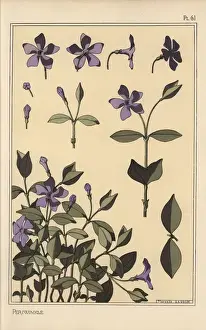 Pochoir Stencil Technique Imprime: Periwinkle botanical study