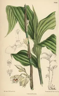 Matilda Smith Artist Imprime: Phajus pauciflorus, white orchid native to Java