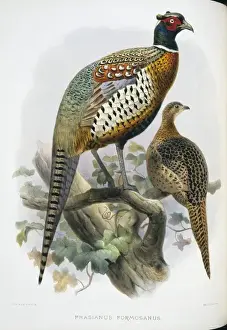 Common Pheasant Anatomy Imprime: Phasianus colchicus formosanus, common (Formosan) pheasant