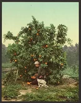 Nineteenth Century Coloured Photographs Imprime: Picking oranges