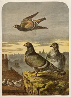 Impresiones de Colombas en las azoteas (especies de Columbidae) Columbiformes Imprime: Pájaros en Tejas