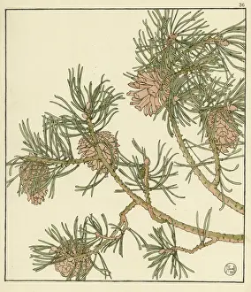 Garden Plant Illustrations Imprime: Pine cone