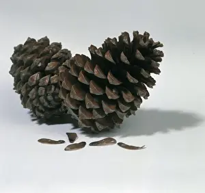 Pine Cone Images Imprime: Pine cones