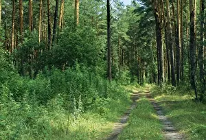 Coniferous Woodland Scene Imprime: Pine Forest