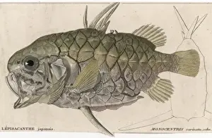 Marine Life History Imprime: A Pineapple Fish