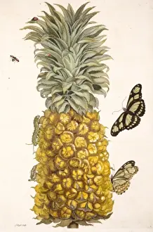 Sybilla Imprime: Piña con insectos.