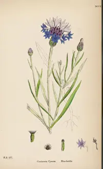 Wildflowers UK Imprime: Plants / Centaurea Cyanus