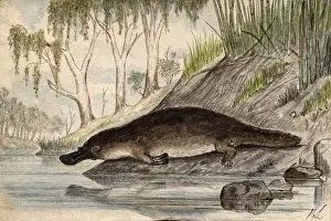 Impresiones de Pato platipéodo, Fecha aproximada : décadas de 1860 Ornitorrinco Imprime: Platypus