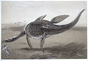 Prehistoric Marine Reptile Imprime: Plesiosaur