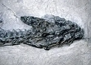 Lyme Regis Fossils Imprime: Plesiosaurus dolichodeirus: Head only