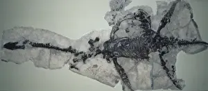 Lyme Regis Fossils Imprime: Plesiosaurus dolichodeirus skeleton