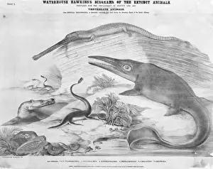 Benjamin Waterhouse Hawkins Imprime: Plesiosaurus, Telesaurus, Ichthyosaurus, Pentacrinites, Ammonites.