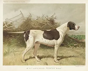 Hunting Dog Breeds Imprime: Pointer (Very Shaw)