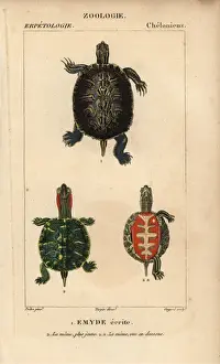 Copperplate Stipple Engraving Techniques Imprime: Pond slider turtle, Trachemys scripta