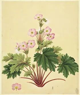 John Reeves Collection Imprime: Primula sinensis