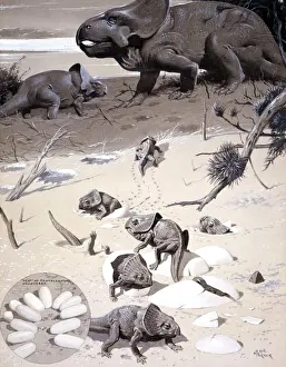 Cretaceous Era Dinosaurs Imprime: Protoceratops