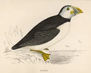 Puffin Bird Imprime: PUFFIN