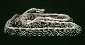 Pitón India Imprime: Python molurus, pitón tigre.