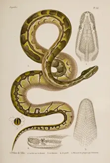 Impresiones de Estampado con mano colorida del último volumen de la 'Erpetología General o Historia Natural Completa de los Reptiles' (1854), obra de A.M.C. Dumeril, G.Bibron y A.Dumeril Serpiente Imprime: El serpiente de roca africana es el Python sebae